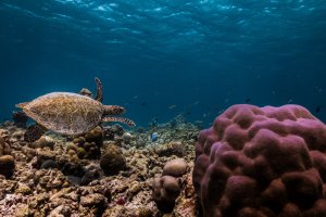 Maldivas: fondos marinos alrededor de Sun Siyam Olhuveli