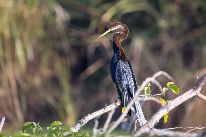 Nepal: ave aninga oriental en los humedales de Chitwan