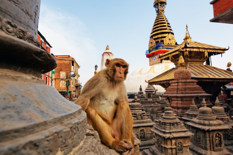Nepal: mono en la estupa de Swayambhunath, el Templo de los Monos de Katmandú