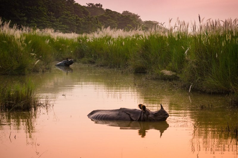 Nepal: rinoceronte indio de un cuerno en el río del Parque Nacional de Chitwan