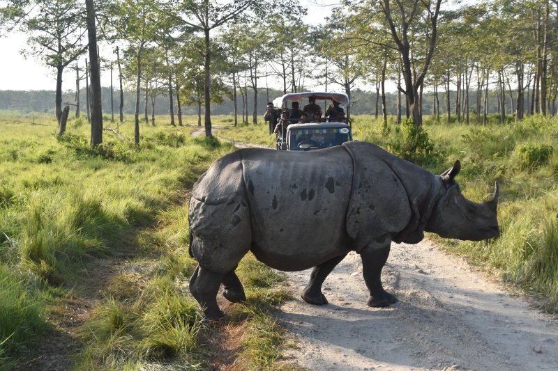 Nepal: rinoceronte indio de un cuerno con un jeep de safari en el Parque Nacional de Chitwan