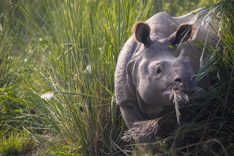 Nepal: rinoceronte indio de un cuerno en el Parque Nacional de Chitwan
