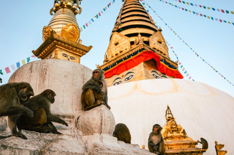 Nepal: monos sobre la estupa de Swayambhunath al atardecer en Katmandú