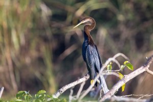 Nepal: ave aninga oriental en los humedales de Chitwan