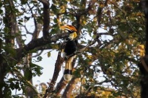 Nepal: cálao bicorne posado en un árbol del Parque Nacional de Chitwan