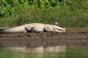 Nepal: fauna salvaje de Chitwan con un cocodrilo mugger al sol