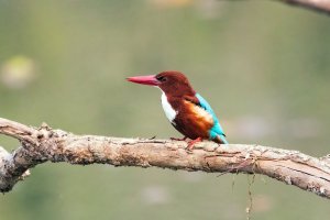 Nepal: martín pescador de garganta blanca en el Parque Nacional de Chitwan