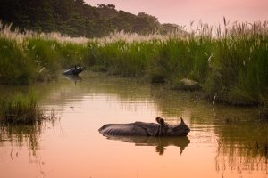 Nepal: rinoceronte indio de un cuerno en el río del Parque Nacional de Chitwan