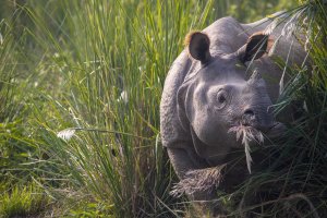 Nepal: rinoceronte indio de un cuerno en el Parque Nacional de Chitwan