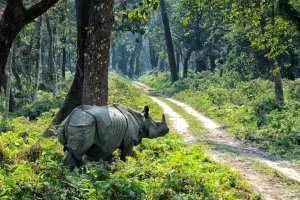 Nepal: rinoceronte indio de un cuerno en el Parque Nacional de Chitwan