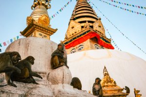 Nepal: monos sobre la estupa de Swayambhunath al atardecer en Katmandú