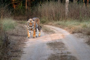 Nepal: tigre de Bengala en un camino selvático del Parque Nacional de Chitwan
