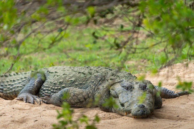 Sri Lanka: cocodrilo de agua dulce en el Parque Nacional de Yala