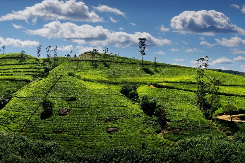 Sri Lanka: plantaciones de té en las colinas de Nuwara Eliya