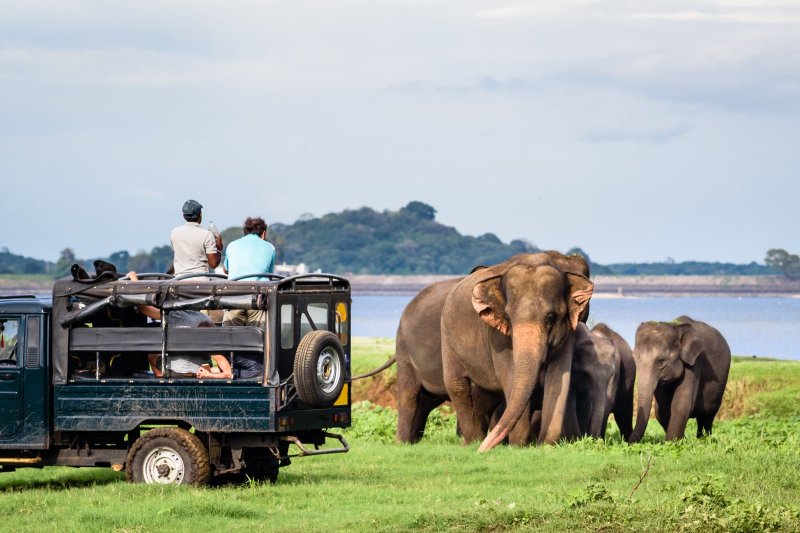 Sri Lanka: encuentro con elefantes asiáticos durante un safari en Minneriya