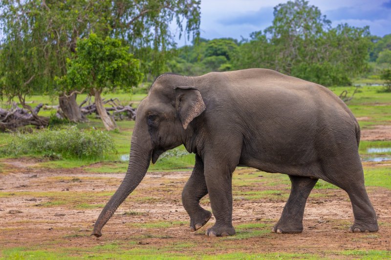 Sri Lanka: elefante de Sri Lanka en el Parque Nacional de Yala