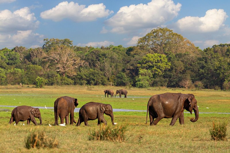 Sri Lanka: elefantes asiáticos en el Parque Nacional de Minneriya