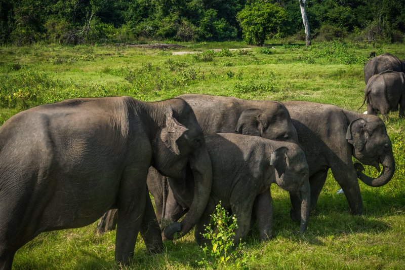 foto del viaje: Memorias de Sri Lanka