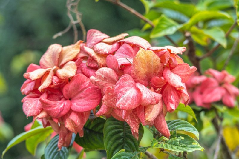 Sri Lanka: flores tropicales en el Real Jardín Botánico de Peradeniya