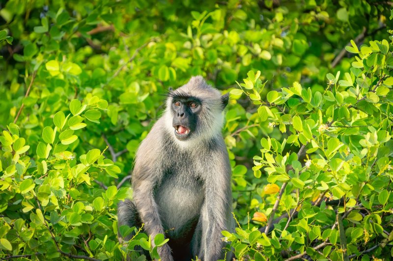 Sri Lanka: langur de cara púrpura en el Parque Nacional de Yala