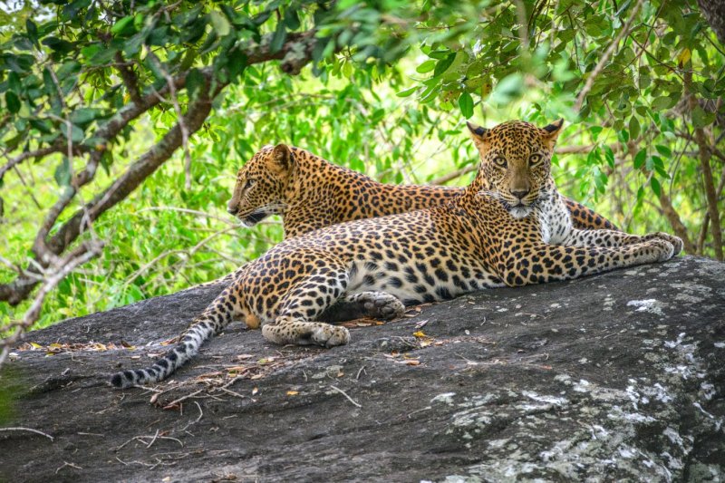 Sri Lanka: dos leopardos sobre una roca en el Parque Nacional de Yala