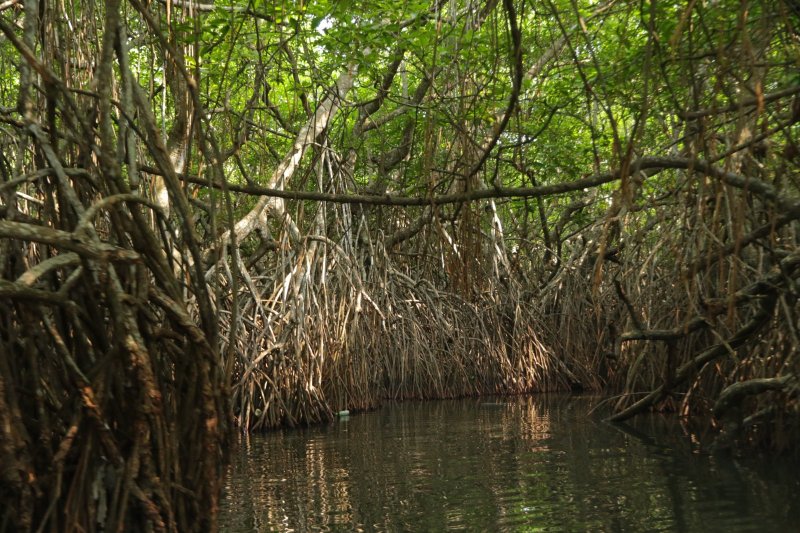 Sri Lanka: manglares sobre las aguas del río Madu Ganga