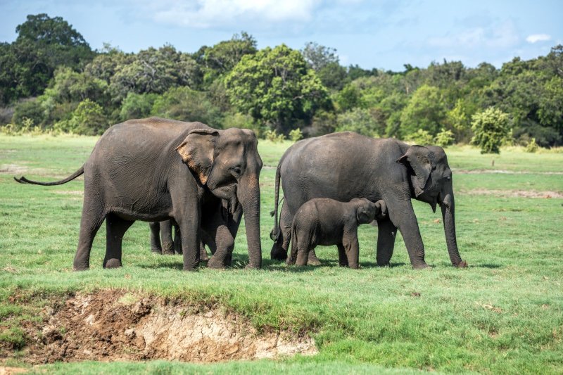 Sri Lanka: elefanta y su cría en las praderas del Parque Nacional Minneriya