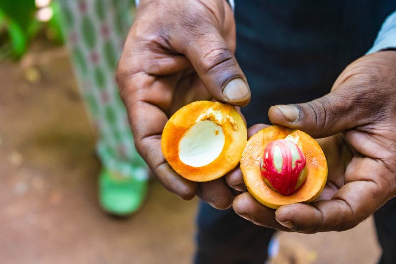 Sri Lanka: nuez moscada fresca, una de las especias tradicionales de Sri Lanka