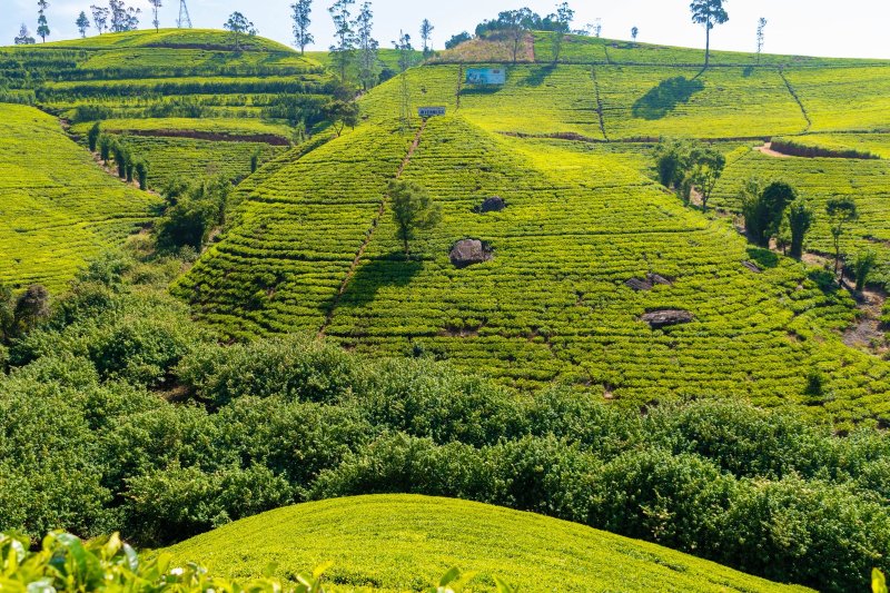 Sri Lanka: colinas cubiertas de plantaciones de té en Nuwara Eliya
