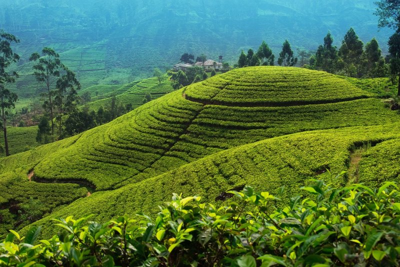 Sri Lanka: plantaciones de té en las tierras altas cerca de Nuwara Eliya