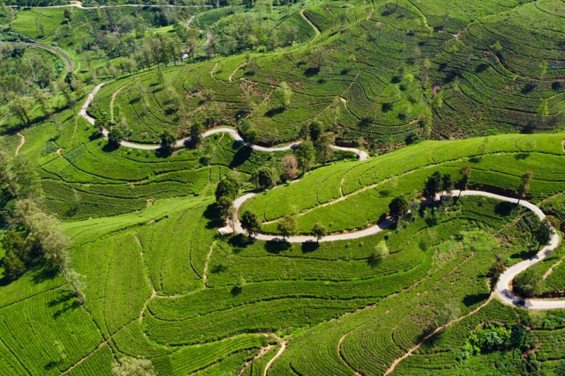 Sri Lanka: vista aérea de las plantaciones de té de Nuwara Eliya