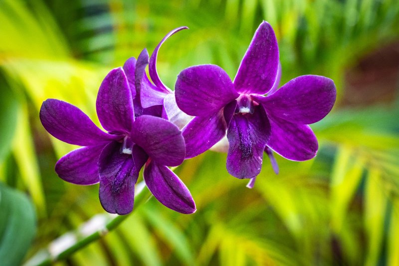 Sri Lanka: orquídea Dendrobium púrpura en el Real Jardín Botánico de Peradeniya