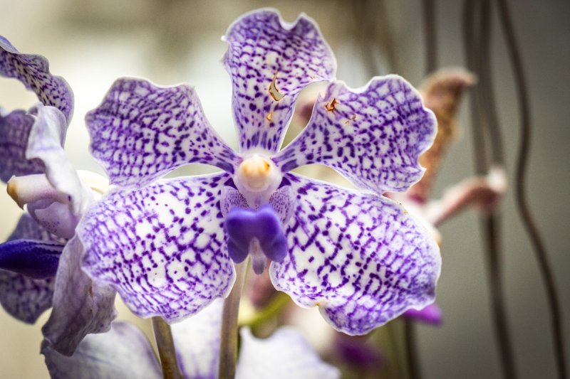 Sri Lanka: orquídea Vanda azul en el Real Jardín Botánico de Peradeniya