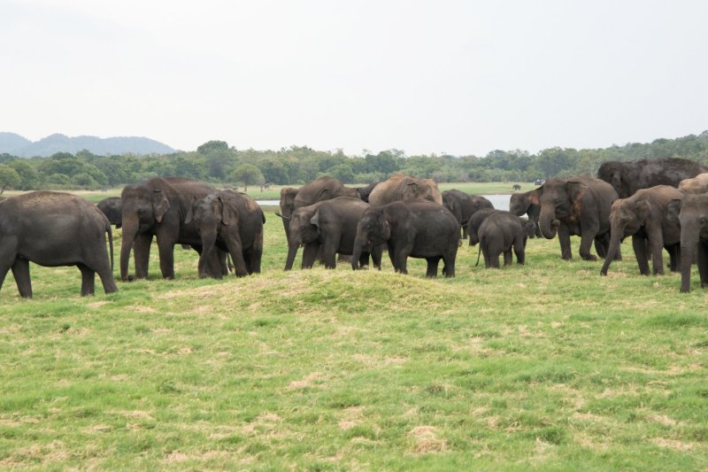 Sri Lanka: gran manada de elefantes asiáticos en el Parque Nacional Minneriya junto al lago