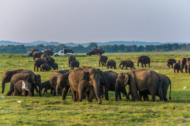 Sri Lanka: manada de elefantes en el Parque Nacional de Minneriya