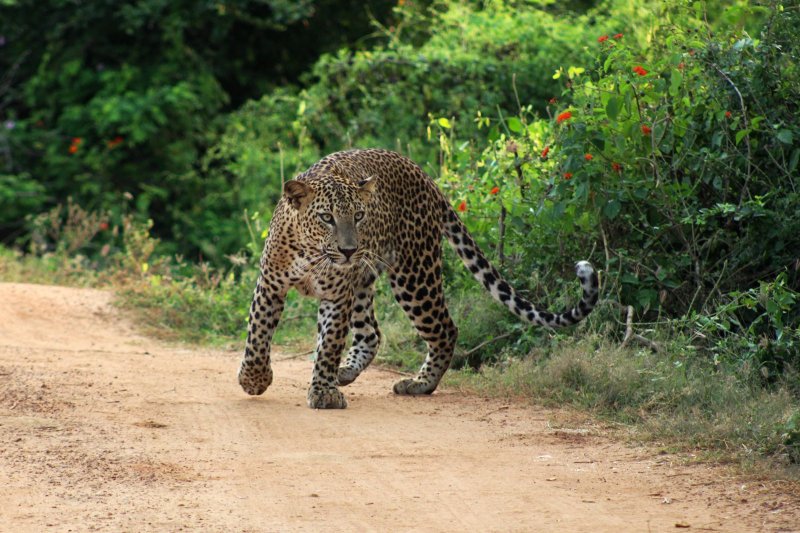 Sri Lanka: leopardo salvaje durante un safari en el Parque Nacional Yala