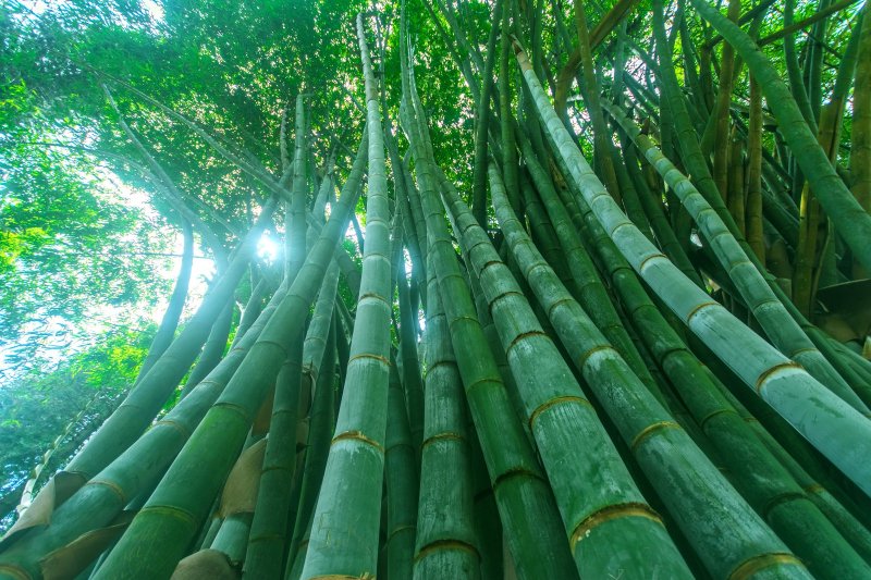 Sri Lanka: bosque de bambú gigante en el Jardín Botánico de Peradeniya