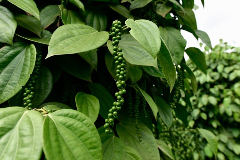 Sri Lanka: planta de pimienta negra con bayas verdes