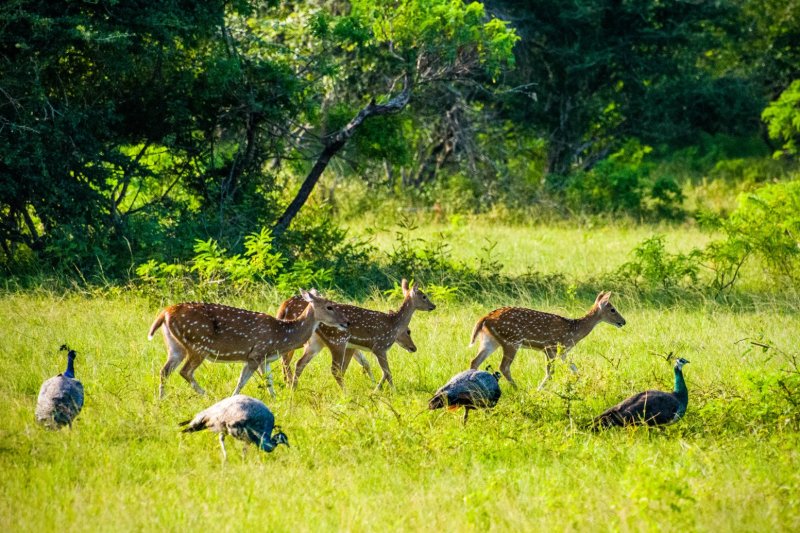 Sri Lanka: ciervo moteado y pavo real en el Parque Nacional Yala