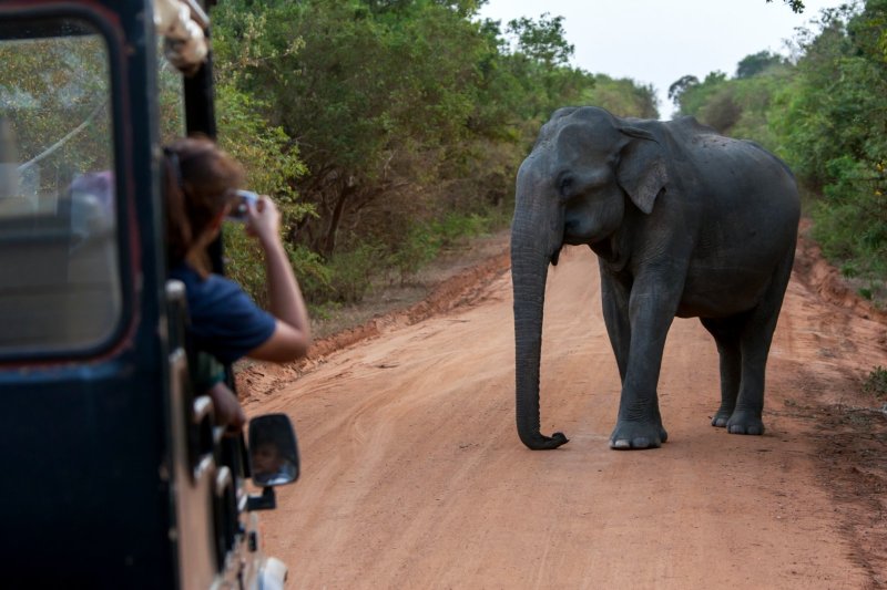 Sri Lanka: elefante en la carretera durante un safari en el Parque Nacional Yala