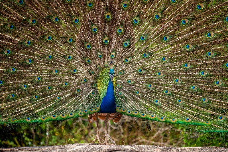 Sri Lanka: retrato de un pavo real en el Parque Nacional Yala