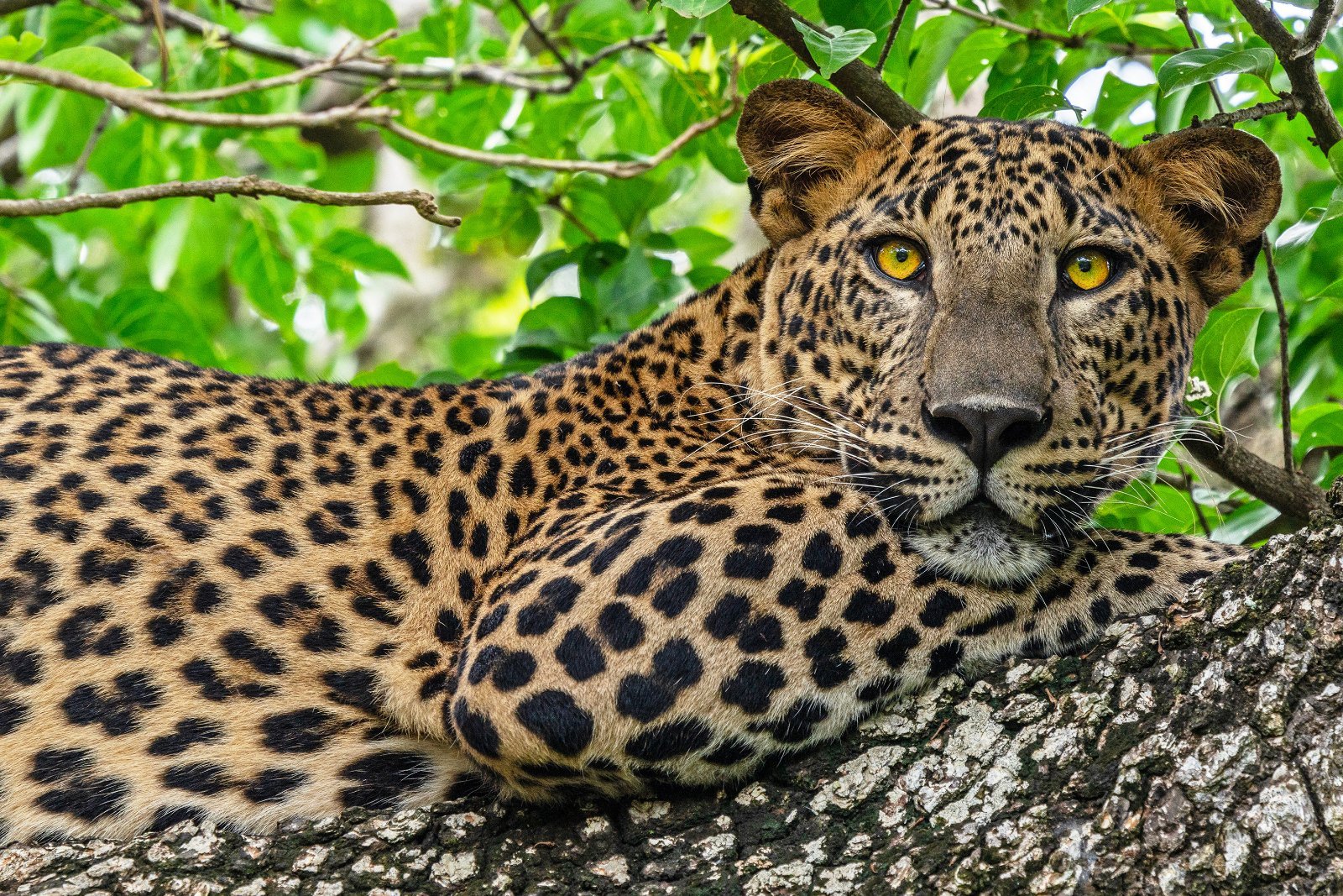 Viaje a Sri Lanka en 13 días