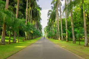 Sri Lanka: avenida de palmeras en el Real Jardín Botánico de Peradeniya