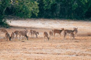 Sri Lanka: grupo de ciervos en el Parque Nacional de Yala