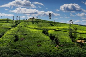 Sri Lanka: plantaciones de té en las colinas de Nuwara Eliya