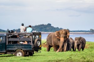 Sri Lanka: encuentro con elefantes asiáticos durante un safari en Minneriya