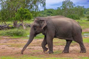 Sri Lanka: elefante de Sri Lanka en el Parque Nacional de Yala