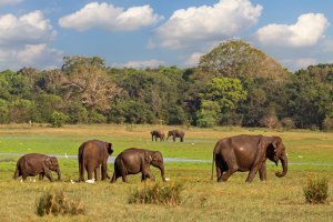 Sri Lanka: elefantes asiáticos en el Parque Nacional de Minneriya