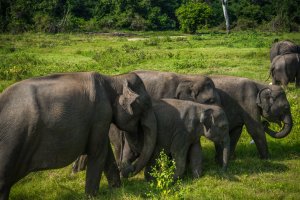 Sri Lanka: manada de elefantes en Kawudulla, Minneriya National Park