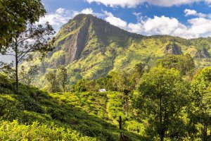 Sri Lanka: Ella Rock entre plantaciones de té y montañas